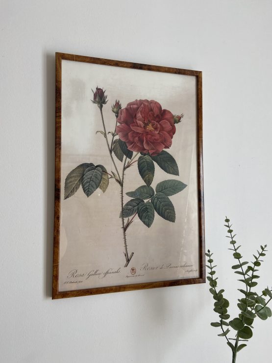 Grande affiche encadrée repro d'une Litho de Roses de PJ REDOUTE