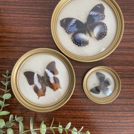 Trio de Véritables Papillons naturalisés encadrés sous verre bombé