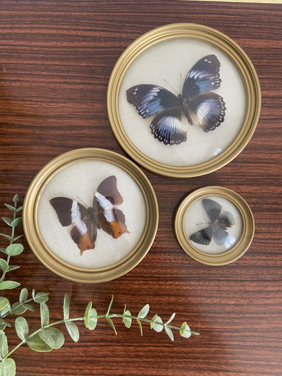 Trio de Véritables Papillons naturalisés encadrés sous verre bombé
