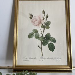 Litho de ROSIER MOUSSEUX A FLEURS BLANCHES PAR PJ REDOUTÉ