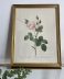 Litho de ROSIER MOUSSEUX A FLEURS BLANCHES PAR PJ REDOUTÉ
