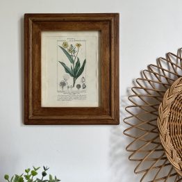 Planche botanique ancienne encadrée