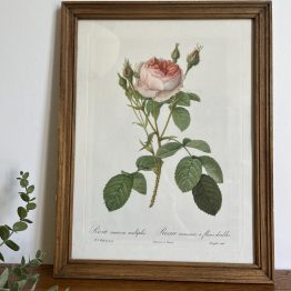 Lithographie de Roses par Redouté