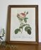 Lithographie de Roses par Redouté